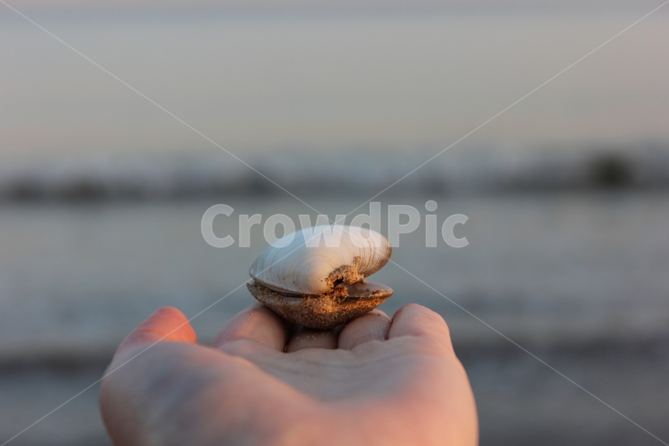 여행,여행사진,바다,바닷물,조개,조개껍데기,conch,travel,trip,sea,clam,풍경,풍경사진,사람,인물,인간,human,person,신체일부,몸,body,감성,sensible,feeling