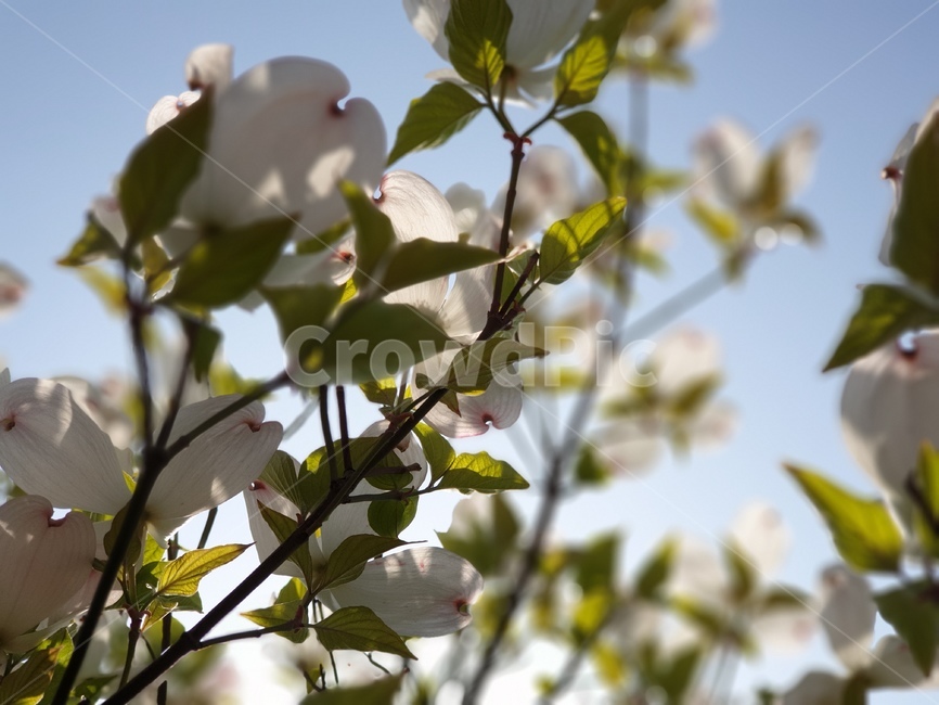 자연,nature,꽃,하얀꽃,하늘