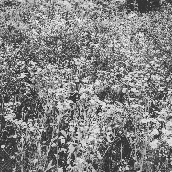 식물,잔디,plant,grass,안개꽃,꽃,풀,풀꽃,flower,흑백,black