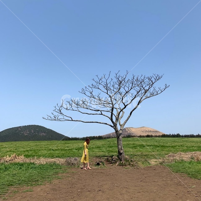 나홀로나무,제주도,왕따나무,전신샷,오름,새별오름,새별오름나홀로나무,제주나홀로나무,제주왕따나무