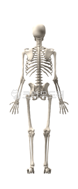 medical,education,bone structure,remains,xray,body,hip,skeleton,halloween,realistic,full body,model,scary,biology,old,png,rendering,teaching materials,system,person,science,anatomical,waist,male,full,anatomy,skeletal,isolated,back,head,medicals,skull,man,