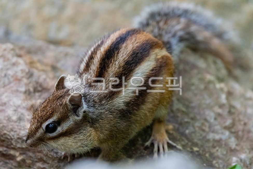 다람쥐,동물,animal,갈색,귀여움,cute