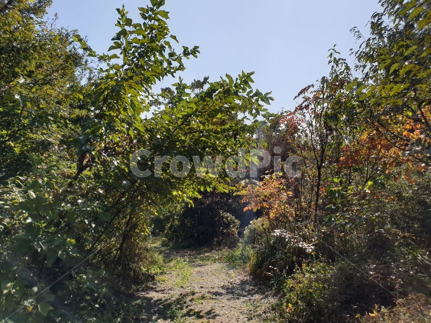 숲,나무,자연,수풀,동굴,여름,초록,푸르른,푸른,tree,green,summer,cave,forest,nature