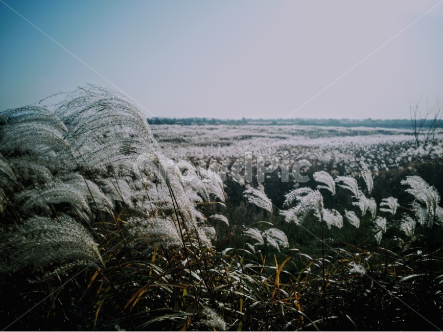 갈대,grass,억새,만경강,억새밭,식물,plant,가을,계절,fall,autumn,season,식물,자연,plants,nature