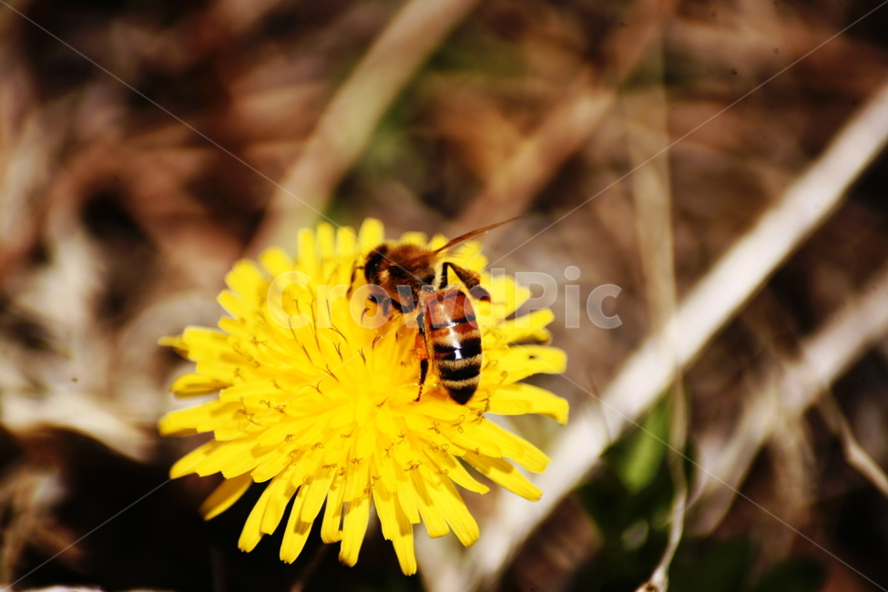 민들레,야생화,들꽃,허니,꿀벌,벌,honey,식물,자연,plants,nature,꽃,flower,동물,animal,곤충,벌레,insect,bug