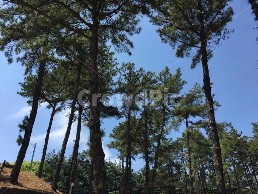 숲,나무,봄,맑은,풍경,자연,풍경,nature,landscape,tree,plant,식물
