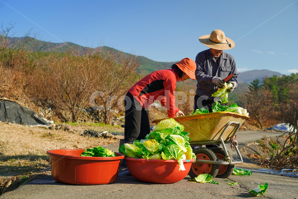 김장,시골,농사,겨울,김치,배추,한국전통,한국문화,korean traditional,korean culture