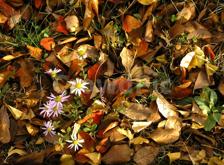 낙엽,들꽃,야생화,감성,빈티지,가을,시즌,계절,단풍잎,단풍,늦가을,leaf,season,maple,시안,디자인,디자이너,출판,편집,책자,서적,사보,카다로그,콘텐츠,리플렛,브로셔,컨셉,콘셉,컨셉트,모바일,팝업,전단,광고,색감,칼라풀,아름다운,뷰티풀,beautiful,sns,ebook,웹,마케팅,마켓팅,필,느낌,서정,나뭇잎,autumn,fall,red,color,emotion,feeling,11월,10월,찬란한,화려한,바탕,배경,백그라운드,background,flowers,명암,갈색,브라운,연보라색,들국화,쑥부쟁이,가을,계절,fall,autumn,season,식물,자연,plants,nature,꽃,flower,plant,잎