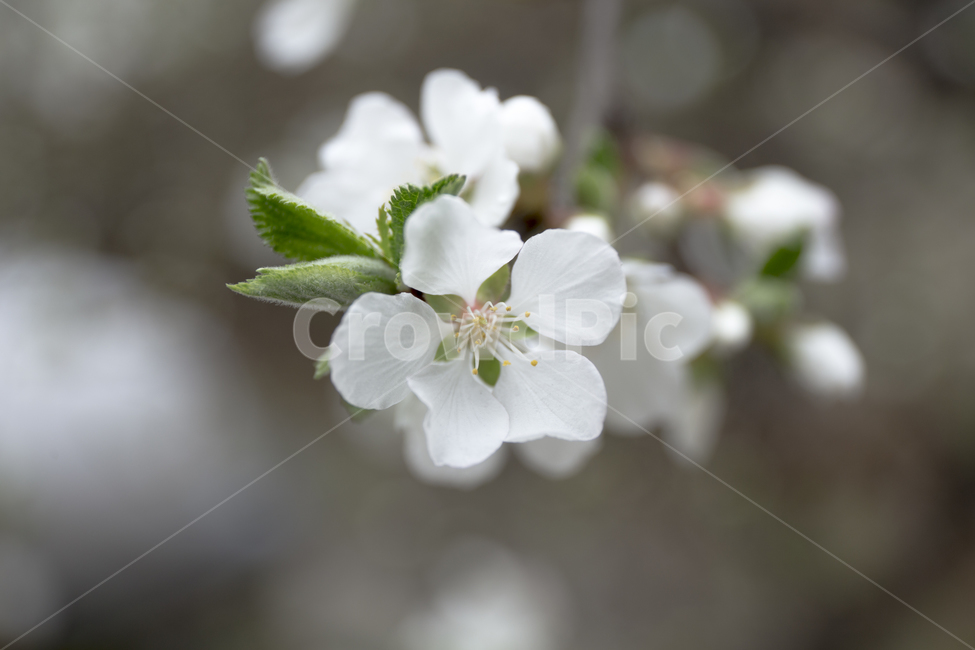 앵두꽃,꽃,꽃잎,접사,봄,매크로,봄,계절,spring,season,식물,자연,plants,nature,꽃,flower,plant,blossom