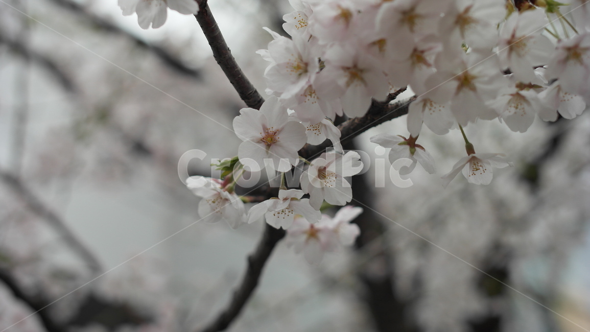 봄,벚꽃,꽃,자연,이쁜,식물,자연,plants,nature,꽃,flower