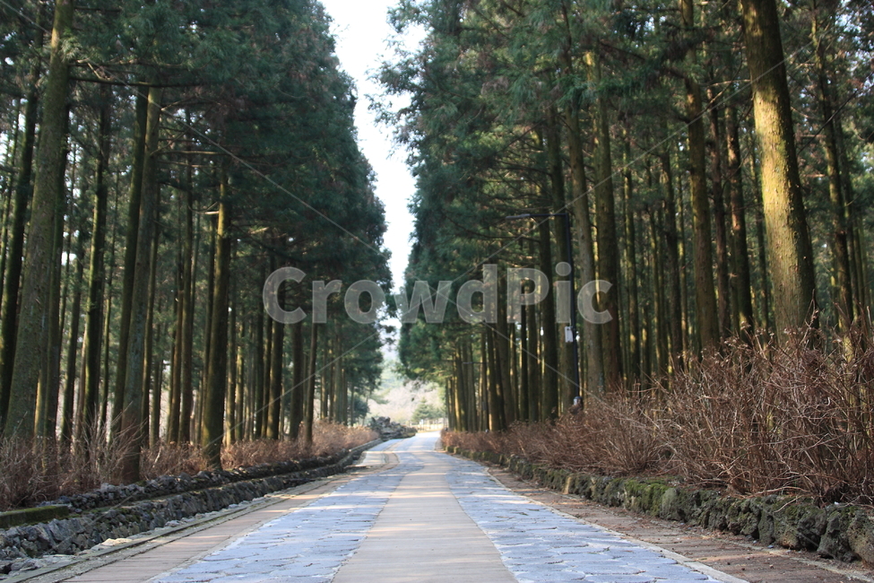 식물,plant,길,숲,숲속,힐링,나무,산책,산책길,park,forest,tree,road,자연,풍경,nature,landscape,path,통로
