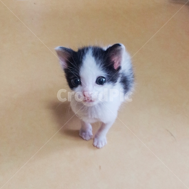 고양이,동물,애완동물,반려묘,귀여움,배경