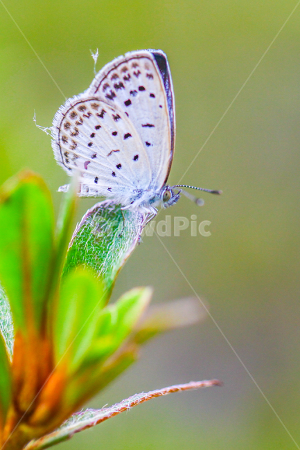 곤충,나비,부전나비,butterfly,macro,동물,animal,곤충,벌레,insect,bug