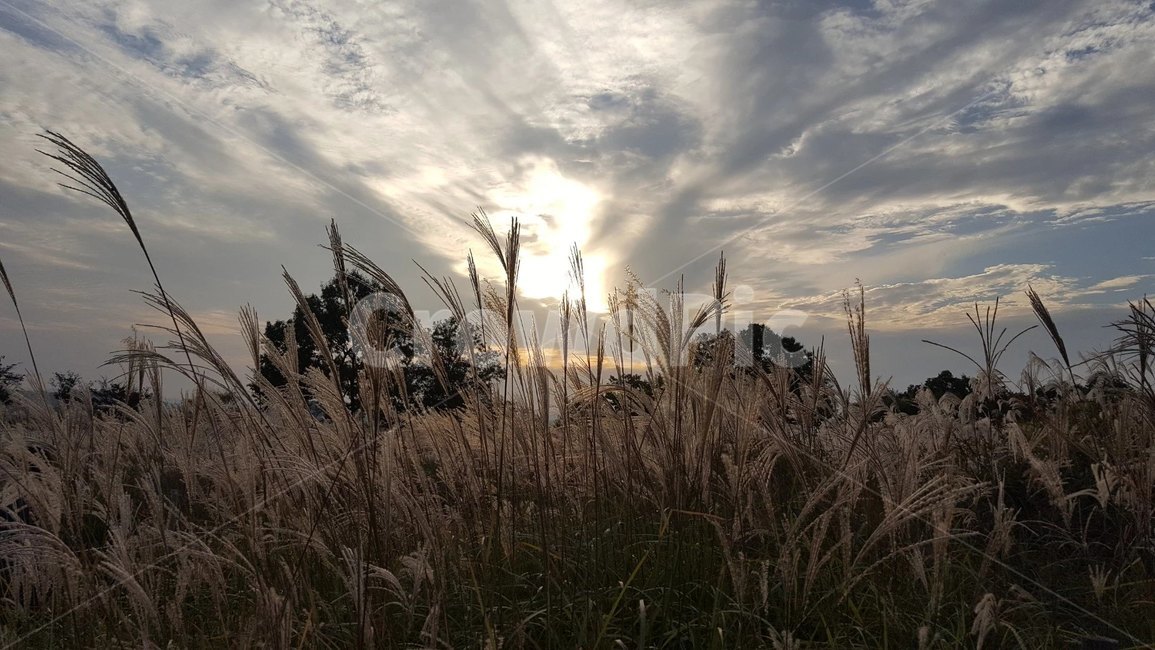 가을,하늘공원,autumn,가을억새,억새,silvergrass,하늘공원억새축제