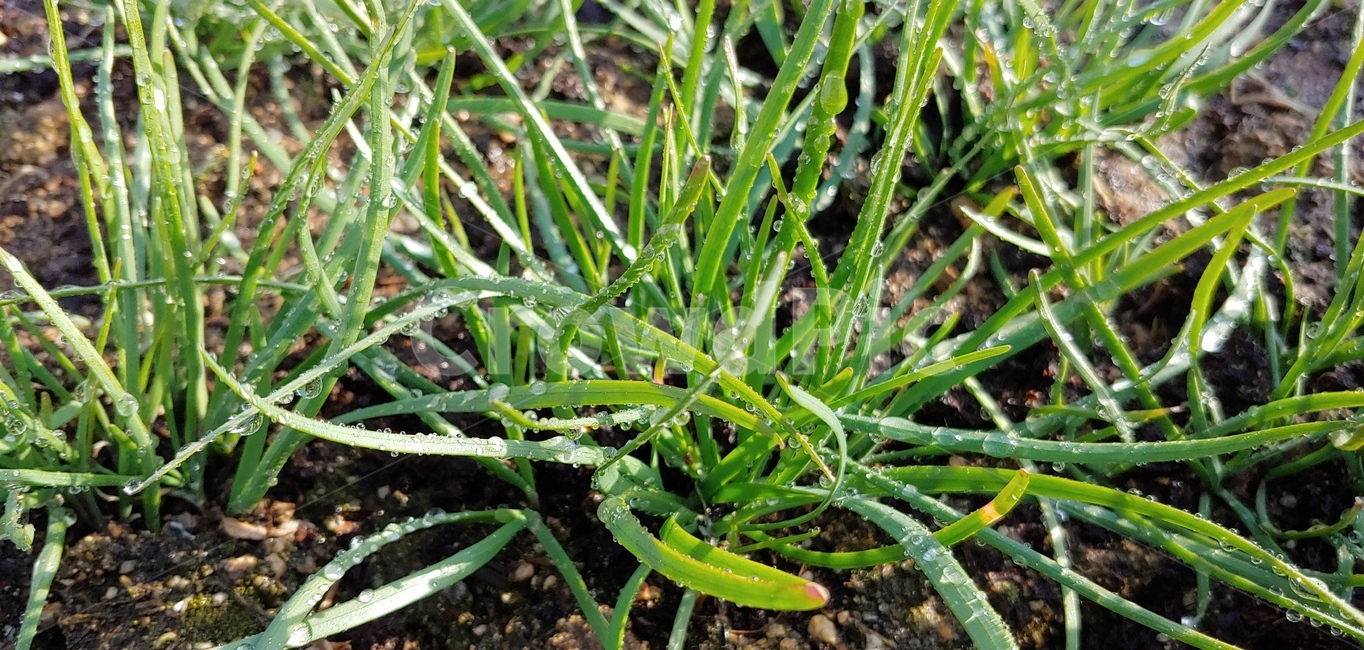 plant,식물,비,이슬,흙,바닥,땅,생명,초록,봄,봄비,농사,농업,농작물