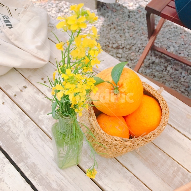 귤,상큼,봄,자연,감성,꽃