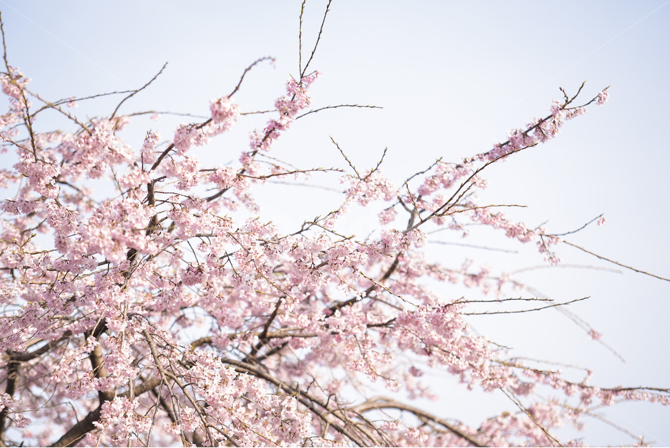 분홍,꽃,벚꽃나무,나무,핑크,벚꽃,하늘,분위기,감성,봄,계절,spring,season,식물,자연,plants,nature,꽃,flower,plant,blossom