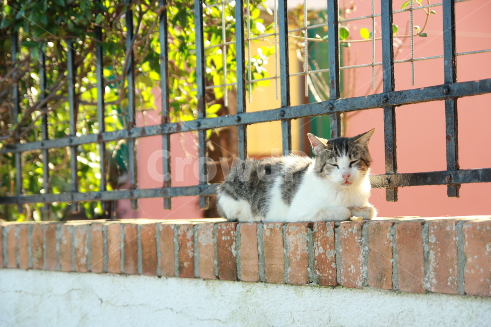 고양이,길고양이,동물,포유류,cat,동물,animal,포유류,mammal,고양이,cat,kitten,kitty