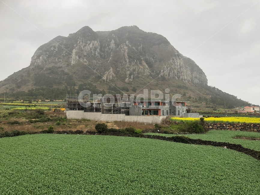 nature,자연,outdoors,옥외,밭,농장,꽃,들판,제주,제주도,jeju,한국,korea,자연,풍경,nature,landscape
