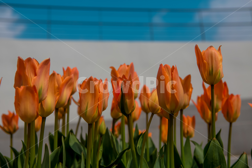 plant,식물,blossom,꽃,flower,튤립,tulip,감성
