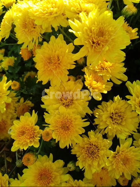 식물,국화,노란색꽃,plant,꽃,chrysanthemum,다년생초본식물,국화꽃,식물,자연,plants,nature,꽃,flower