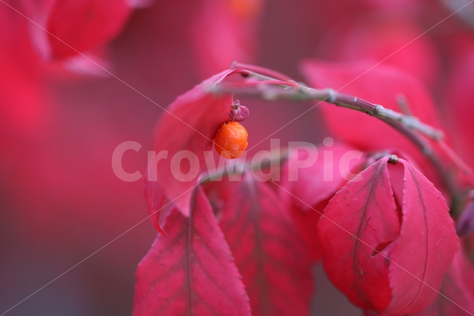 식물,감성,색감,레드,붉다,열매,가을,fruit,emotion,feeling,식물,자연,plants,nature,감성,sensible,feeling,색깔,색상,색채,색감,color sense,color sensitivity,feeling of color