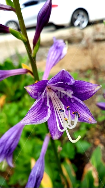 나리,나리꽃,보라,꽃술,식물,식물,자연,plants,nature,꽃,flower