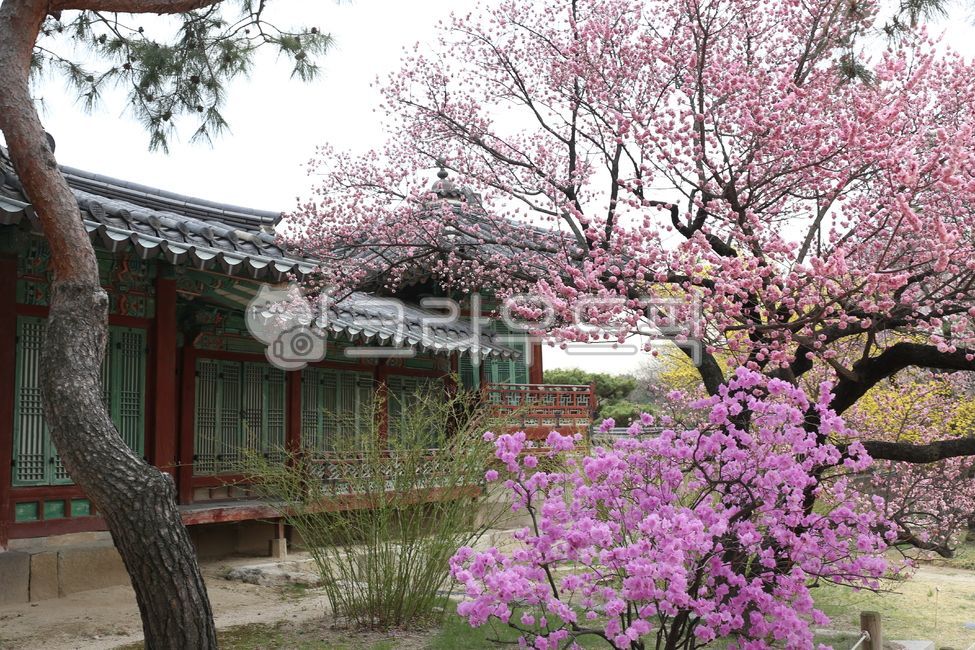 꽃,flower,핑크플라워,참꽃,pinkflower,분홍꽃,wildflowerinkorea,들꽃,springflowerinkorea,plant,봄꽃,식물,springflower,꽃나무,flowertree,기와집,koreantraditionalbuilding,pinetree,식물,자연,plants,nature,꽃,flower
