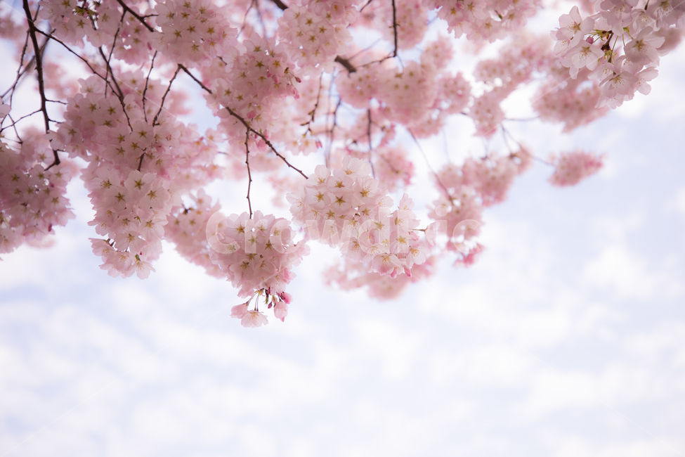 핑크꽃,하늘,구름,꽃,나무,봄,계절,spring,season,식물,자연,plants,nature,꽃,flower,plant,blossom