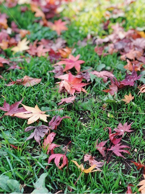 단풍,가을,나뭇잎,소풍,잔디,가을,계절,fall,autumn,season,leaf,잎,plant,식물,tree,나무