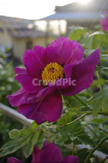 모란,꽃,flower,식물,plant,자연,nature,color,식물,자연,plants,nature,꽃,flower