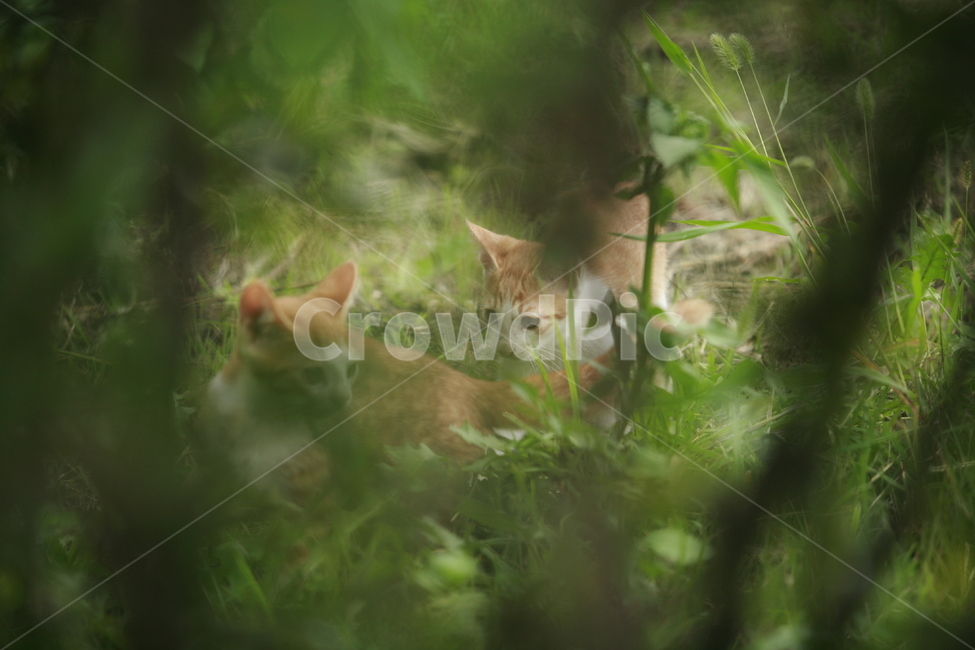 동물,고양이,길고양이,자연,냐옹이,동물,animal,포유류,mammal,고양이,cat,kitten,kitty