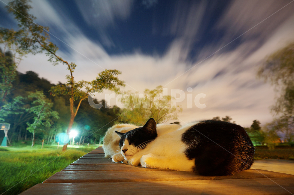 고양이,야경,구름,밤,자는고양이,장노출,평화,동물,animal,포유류,mammal,고양이,cat,kitten,kitty