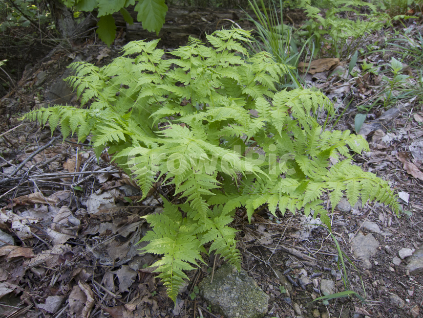 고사리,산속,풀,green,산나물,식물,자연,plants,nature