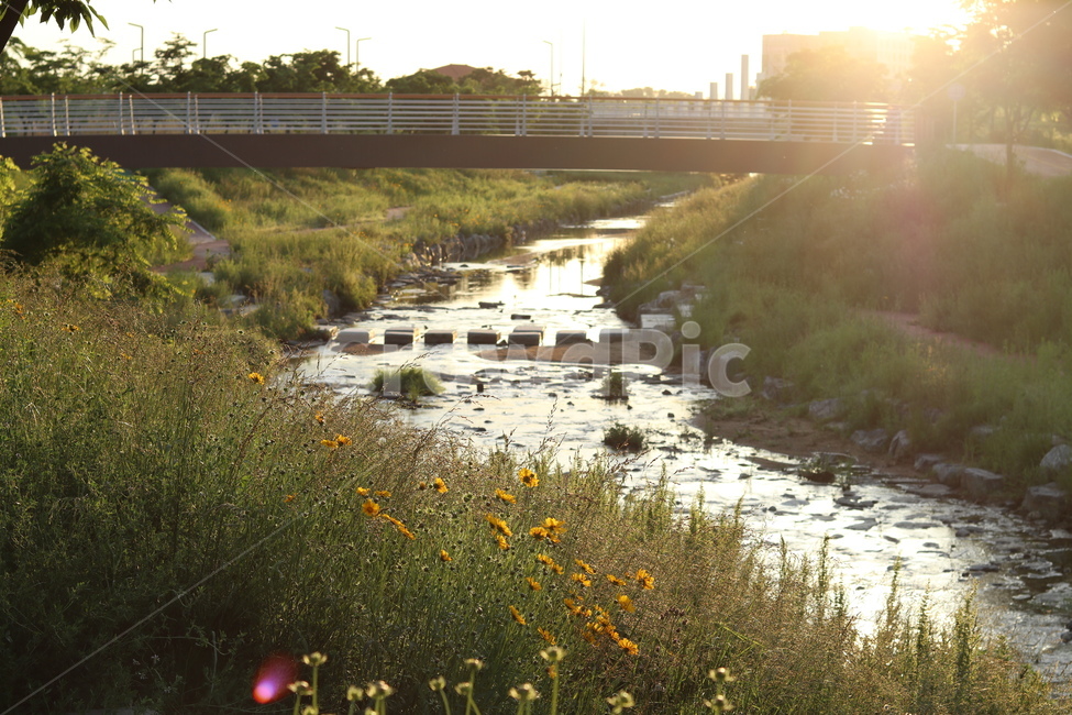 금계국,아침,빛,햇살,봄,풍경,노랑,도시,풍경,city,landscape,한국도시풍경,한국도시경관,korea cityscape,휴식,힐링,rest,relaxation,healing,flare,플레어,light,nature,자연,outdoors,옥외