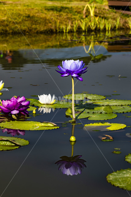 수련,에이트런스,청순,반영,연못,습지,연꽃,연,꽃,flower,식물,감성,수상식물,식물,자연,plants,nature