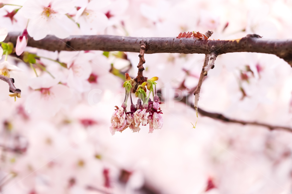 꽃,식물,봄,cherryblossom,벚꽃,plant,flower,blossom,식물,자연,plants,nature,꽃,flower