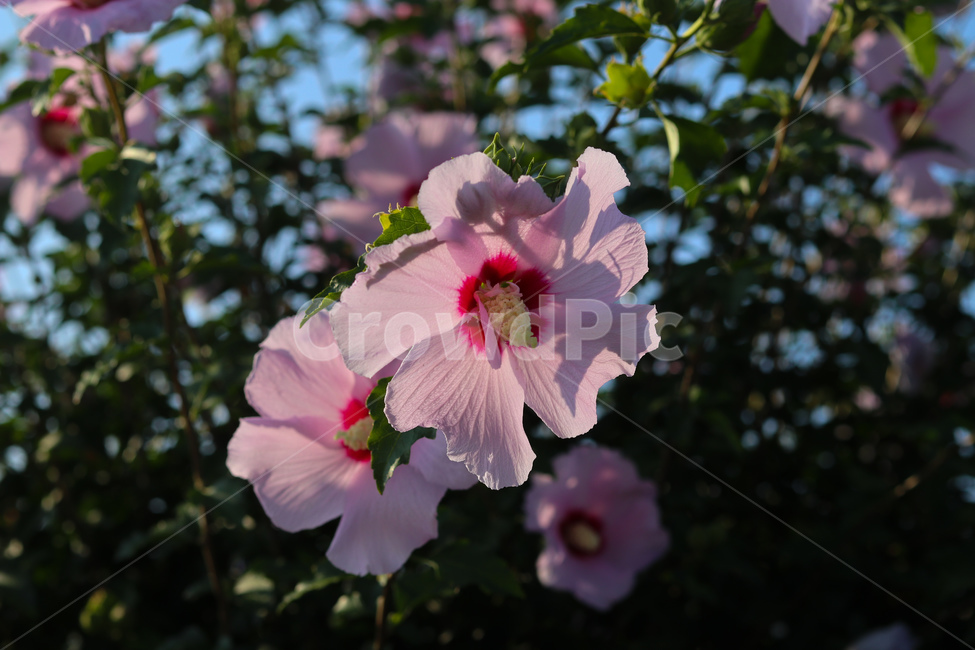 무궁화,꽃,자연,풍경,우리나라,핑크,식물,자연,plants,nature,꽃,flower