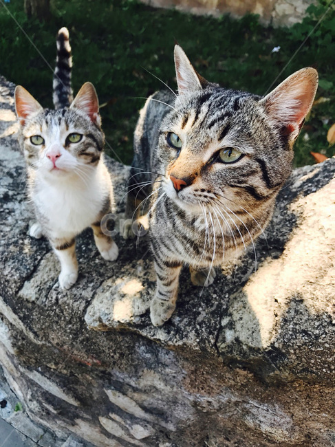 animal,고양이,pet,동물,cat,길냥이,길고양이,wildcat,wildlife,wild,mammal,아기고양이,귀여운,애완동물,포유류,야생,야생동물,야생의,야외,태양,햇빛,근접,클로즈업,동물,animal,포유류,mammal,고양이,cat,kitten,kitty