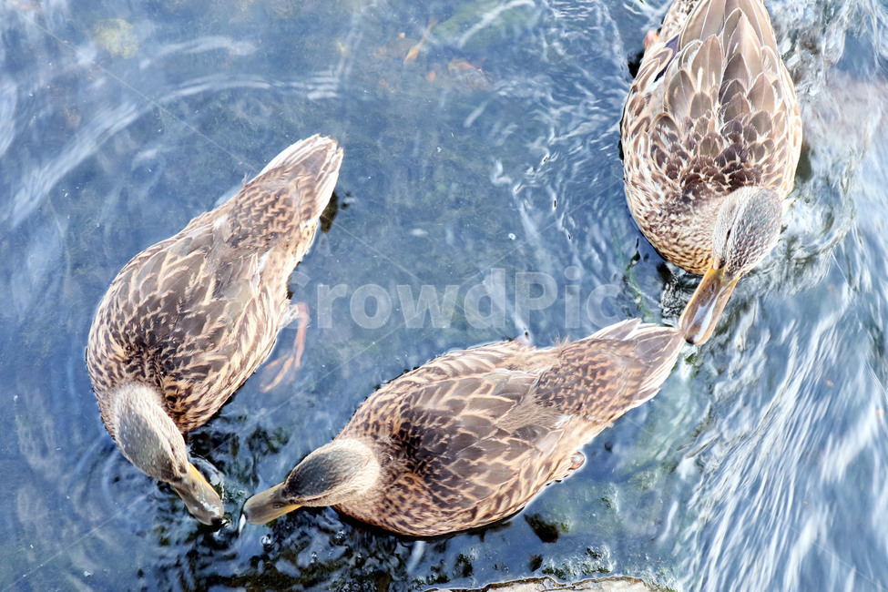 오리,조류,동물,duck,깃털