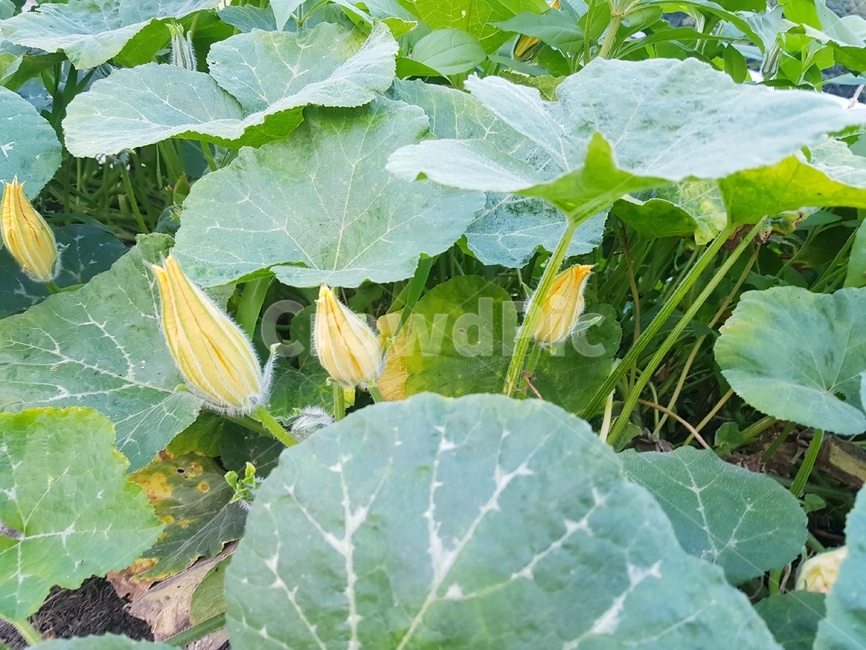 호박꽃,꽃,노랑꽃,식물,호박,식물,자연,plants,nature,꽃,flower
