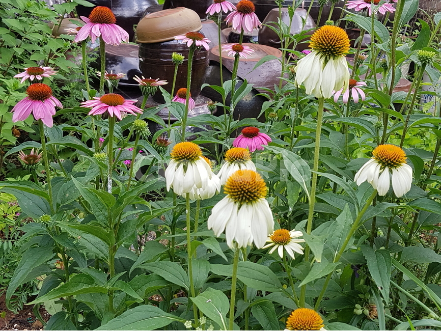 에키네시아꽃,식물,자연,아름다운,흰색,분홍색,옹기,항아리,장독재,한국전통,flower,nature,plants,abstract,background,pink,여름,식물,자연,plants,nature,꽃,flower