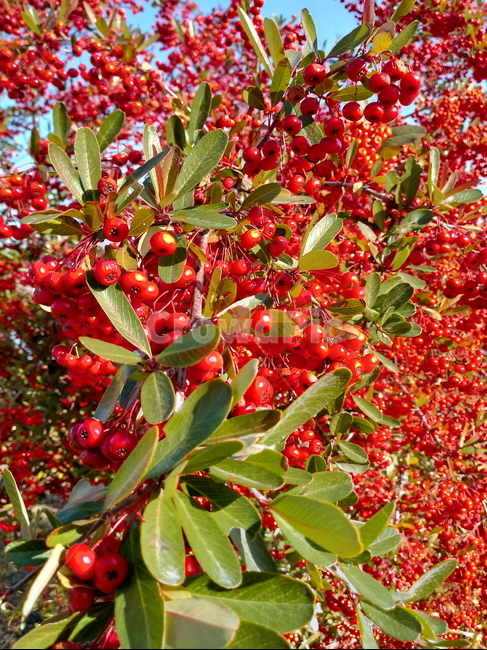 plant,식물,조경식물,빨간열매,gardenplant,과일,열매,fruit