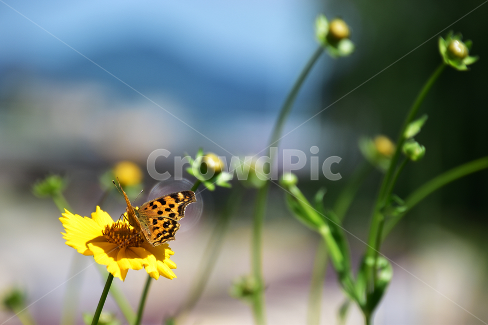 자연,배경,아름다운,꽃,나비,길,nature,background,beautiful,flowers,butterfly,way,식물,자연,plants,nature,꽃,flower,동물,animal,곤충,벌레,insect,bug