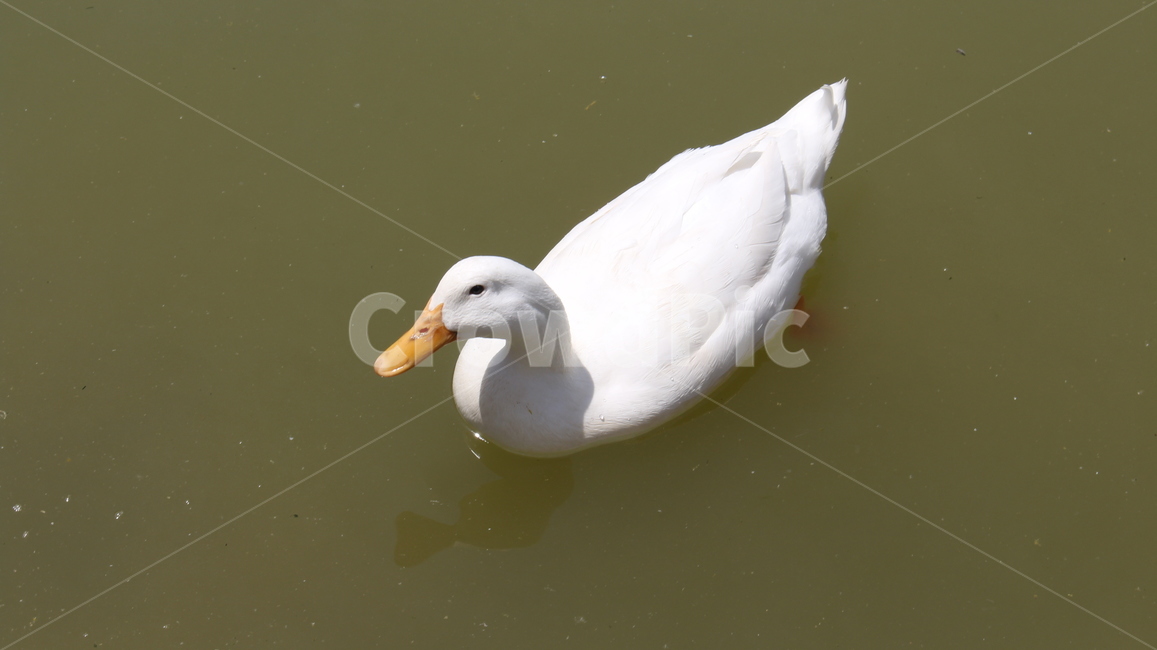 오리,호수,흰오리,오리한마리,동물