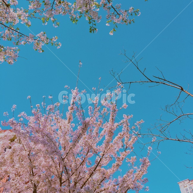 봄,벚꽃,꽃놀이,꽃,분홍,봄,계절,spring,season,plant,식물