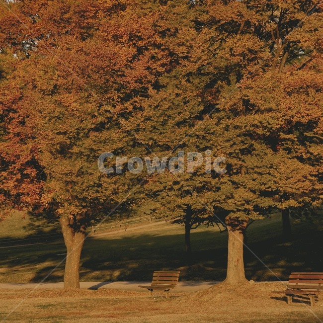 공원,벤치,감성,가을,단풍,plant,식물,tree,나무,treetrunk,park,bench,fall,maple,가을,계절,fall,autumn,season