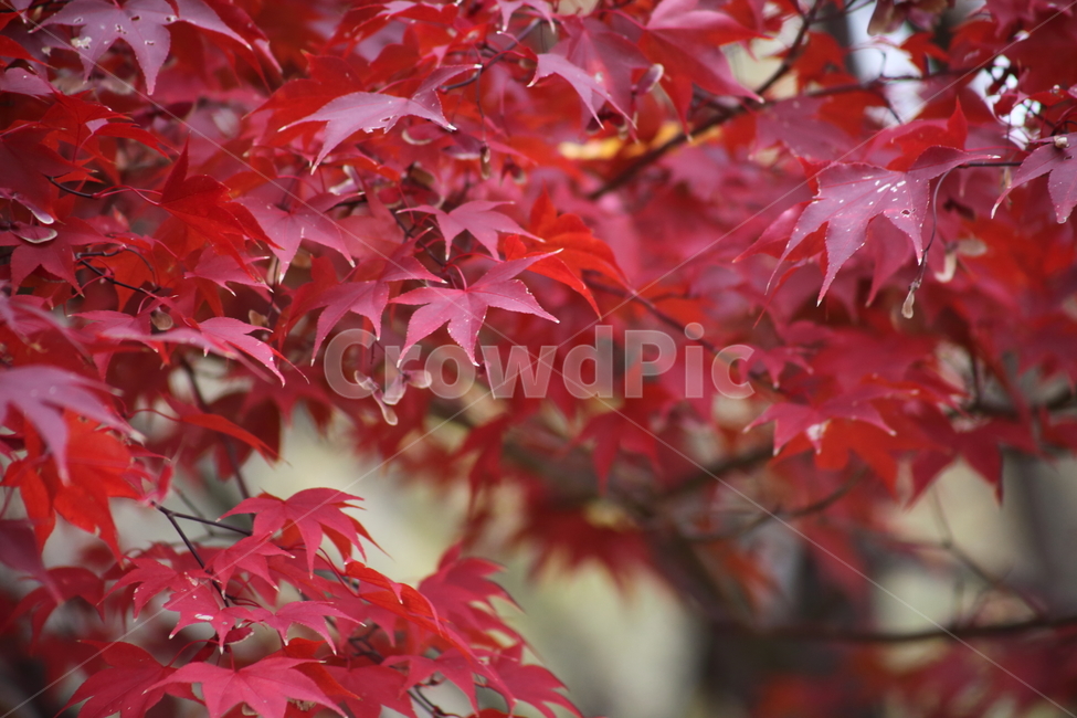 단풍,단풍나무,엽록소,가을,redleaves,가을,계절,fall,autumn,season,식물,자연,plants,nature,leaf,잎,plant,tree,나무,maple