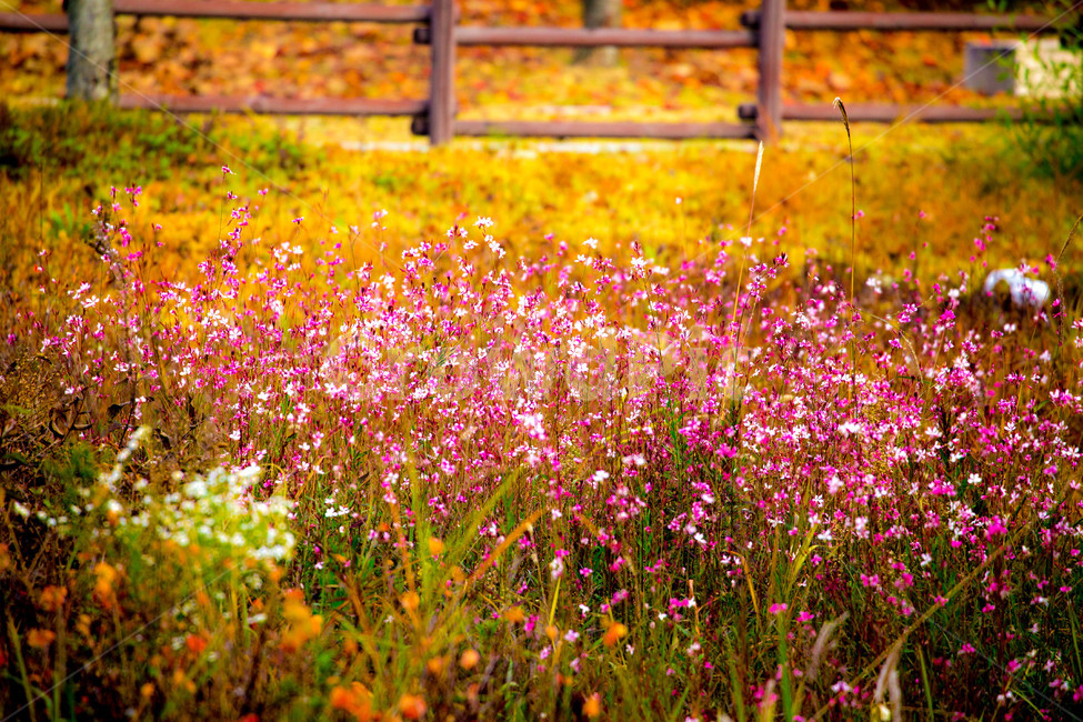 꽃,가을,풍경,공원,오송,가을,계절,fall,autumn,season,field,들,grassland,목초지,outdoors,옥외,plant,식물