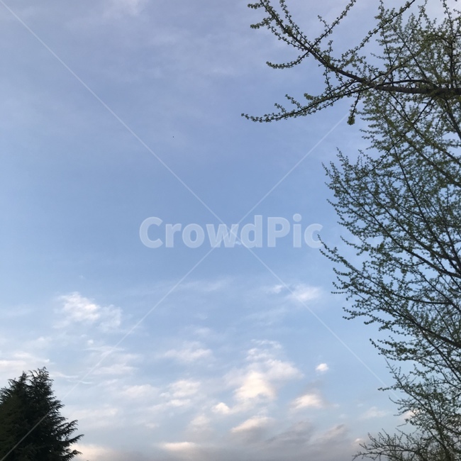 하늘,구름,봄,낮,푸른,sky,cloud,나무와하늘,나무,맑은하늘,봄하늘,자연,풍경,식물